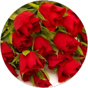 khaoula arar profile picture
